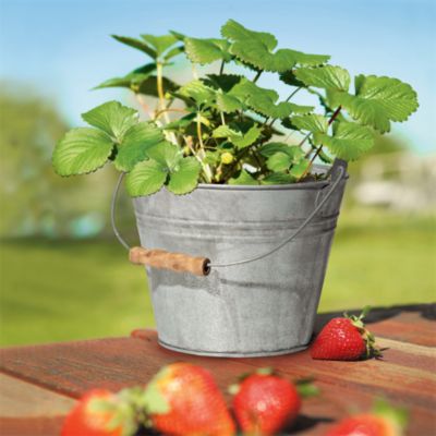 Strawberry Plant Gift