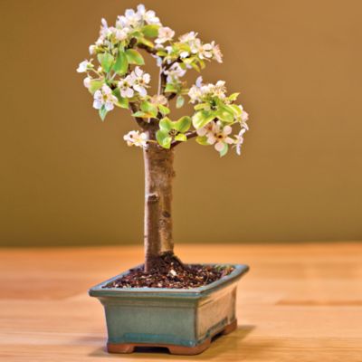 Dwarf Bartlett Pear Bonsai Tree Gift