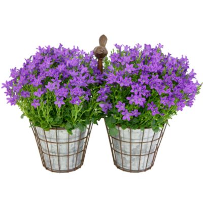 <span style=color:#bb0011>NEW</span> Purple Campanula Plant Gift