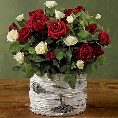 Celebrate the season by sending a Red and White Duo Mini Rose. These roses arrive in a pot that looks like a snow-covered birch bough brought inside fresh from the forest. This year, have gorgeous flo