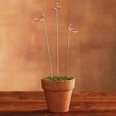 Amaryllises, the iconic holiday flowers that bring color to your home in the grayest of winter days, grow tall and beautiful. In fact, they grow so tall that great big, lovely blossoms tend to droop w