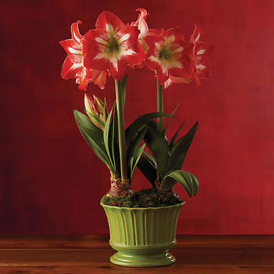 A gorgeous red and white amaryllis is the perfect blooming bulb to brighten up your holiday décor. Two Minerva amaryllis bulbs are pre-planted in a citrine ceramic container. Simply water your pl