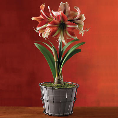 Part of our Botanical Club Collections, this new introduction of 3 separate plant gifts are shipped from December through February, and the bulbs come delivered in charming, rustic milk crate containe