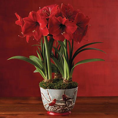 A trio of amaryllis blossoms in the middle of winter is sure to bring good cheer. This Red Lion Amaryllis Triple is a clear favorite among plant gifts. One of the wonderful things about amaryllis bulb