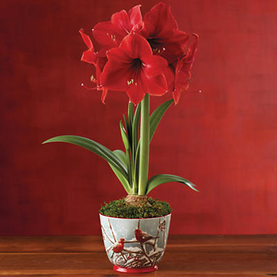 When it's time to have flowers delivered, a Red Lion Amaryllis is ideal. The pre-planted bulb will grow and bloom within four to eight weeks. It's a pure delight to watch the dark green stem grow, slo