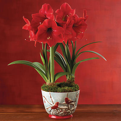 The brilliant Red Lion Amaryllis Double arrives planted in an exclusive ceramic container that features two beautiful red finches. All it requires is warmth, sunlight, and water, and in four to eight 