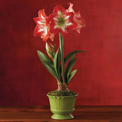 A gorgeous red and white amaryllis is the perfect blooming bulb to brighten up your holiday décor. This Minerva amaryllis bulb is pre-planted in a citrine ceramic container. Simply water your pla