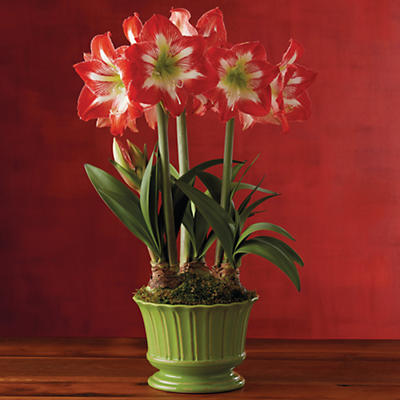 A gorgeous red and white amaryllis is the perfect blooming bulb to brighten up your holiday décor. Three Minerva amaryllis bulbs are pre-planted in a citrine ceramic container. Simply water your 