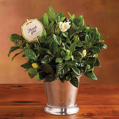 Our Thank You Gardenia Plant Gift is the perfect floral gift to say thanks to any plant lover. Wonderful indoors and out, the gardenia's glossy leaves are accented by stately white blossoms. Given sun