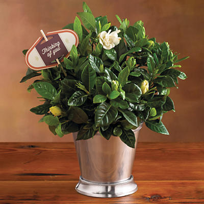 Our Pick Your Occasion Gardenia Gift is the perfect floral gift to commemorate a special occasion for any plant lover. Wonderful indoors and out, the gardenia's glossy leaves are accented by stately w