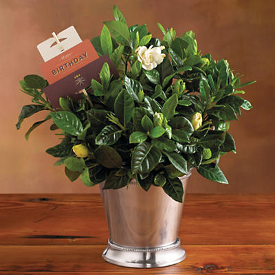 Our Birthday Gardenia Plant Gift is the perfect floral gift to commemorate that special day for any plant lover. Wonderful indoors and out, the gardenia's glossy leaves are accented by stately white b