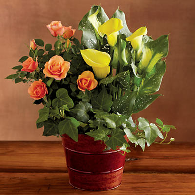 Celebrate the season of abundance and giving with this copper-colored tin containing a carefully selected variety of three beautiful, fresh plants. Your potted flower arrangement will arrive in one of