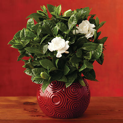 A perennial favorite, the 4" Everblooming Gardenia is among the most fragrant of flowering houseplants. This potted plant gift arrives in a ceramic red swirl container. With its bright white flowe