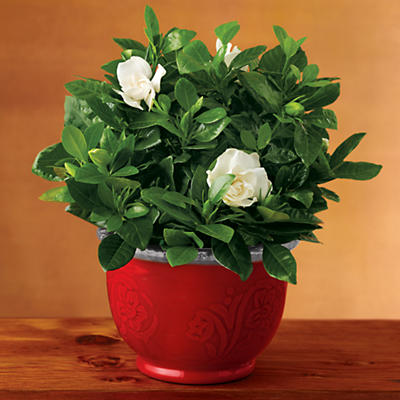 Famously fragrant, the 6" Everblooming Gardenia plant arrives in a versatile red ceramic container with silver trim top to add a beautiful touch to fall and holiday décor. This bright white f
