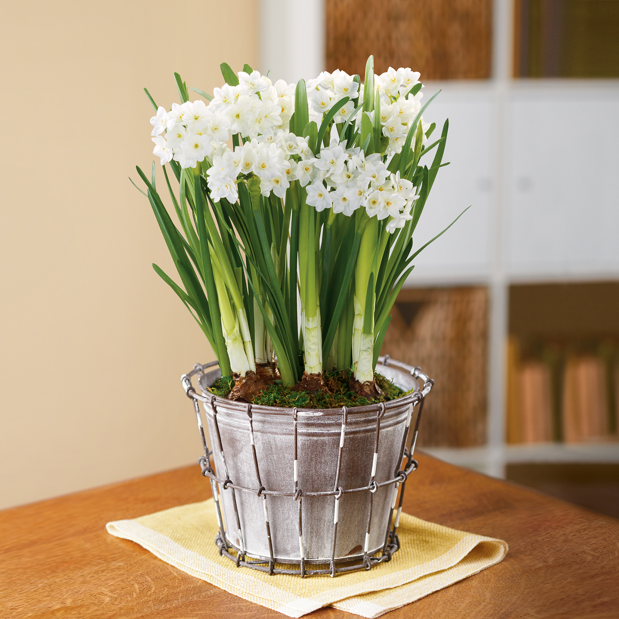 Paperwhites Plant Gift Favorite Flowers and Plants