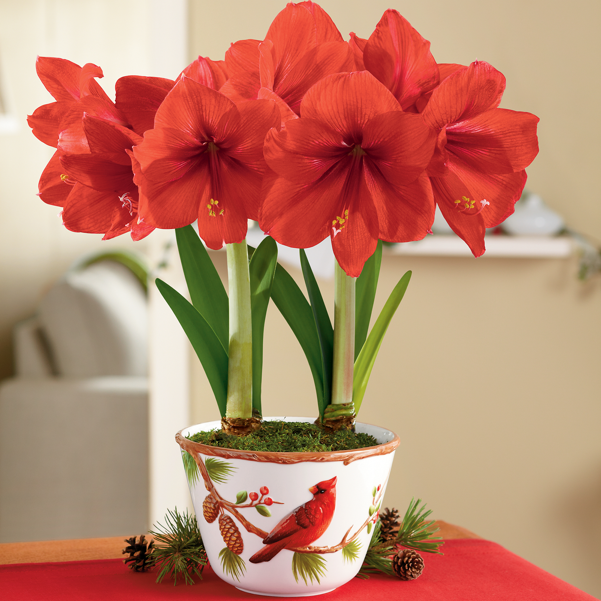 Red lion amaryllis plant