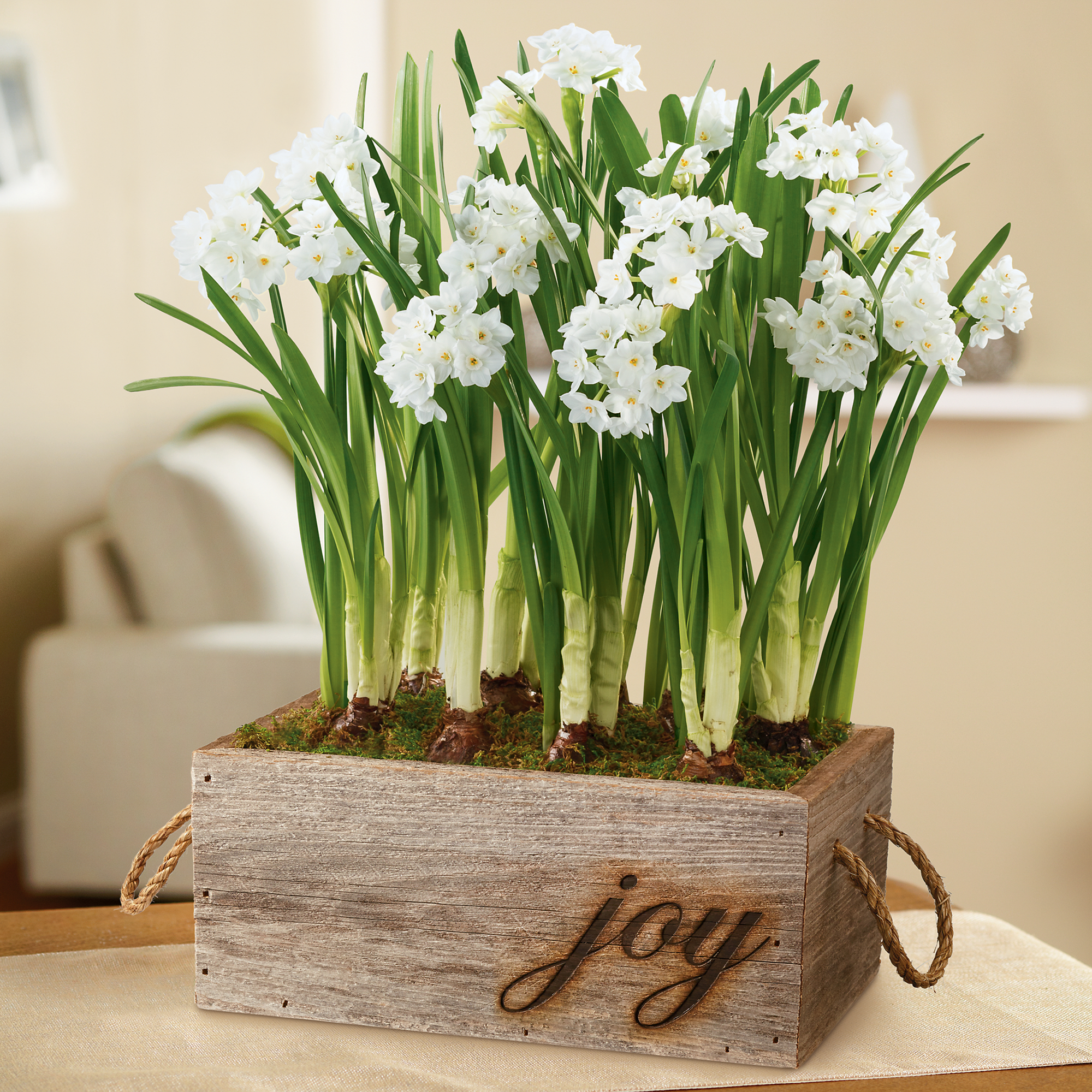 Holiday Paperwhites in Reclaimed Wood Box Floral Gifts Delivered