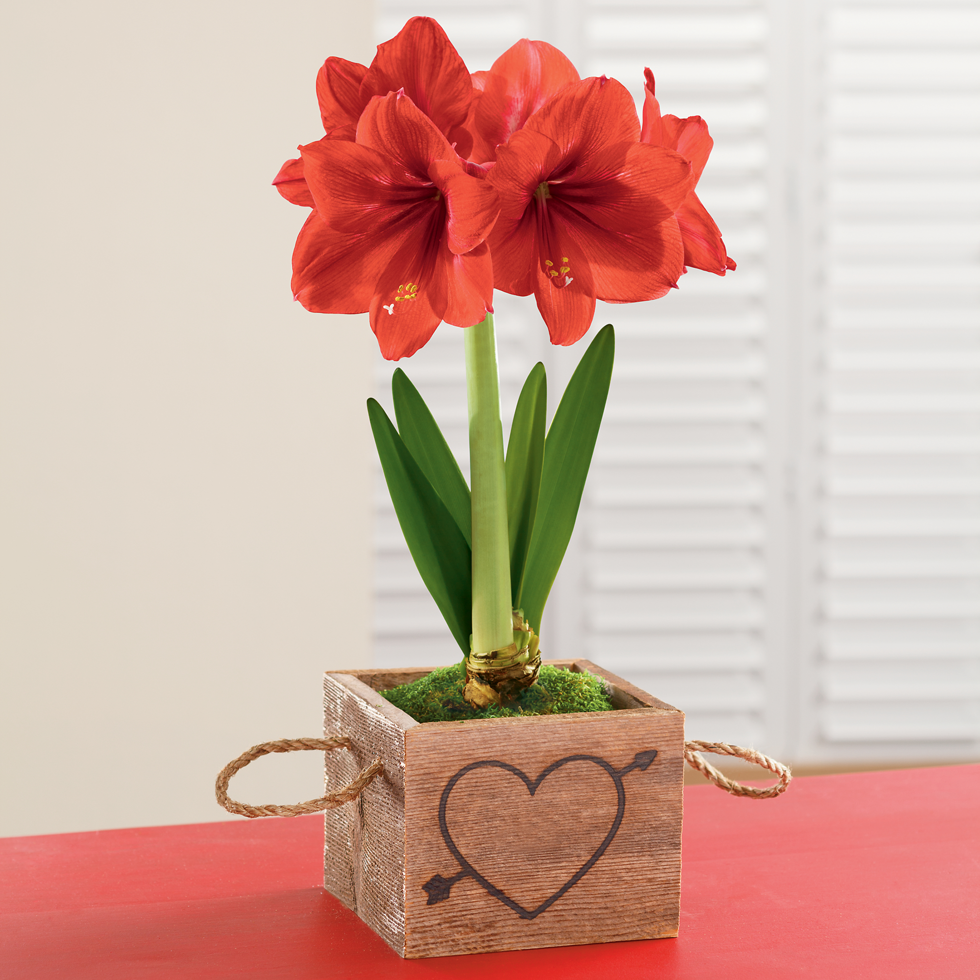 red amaryllis plant red amaryllis plant
