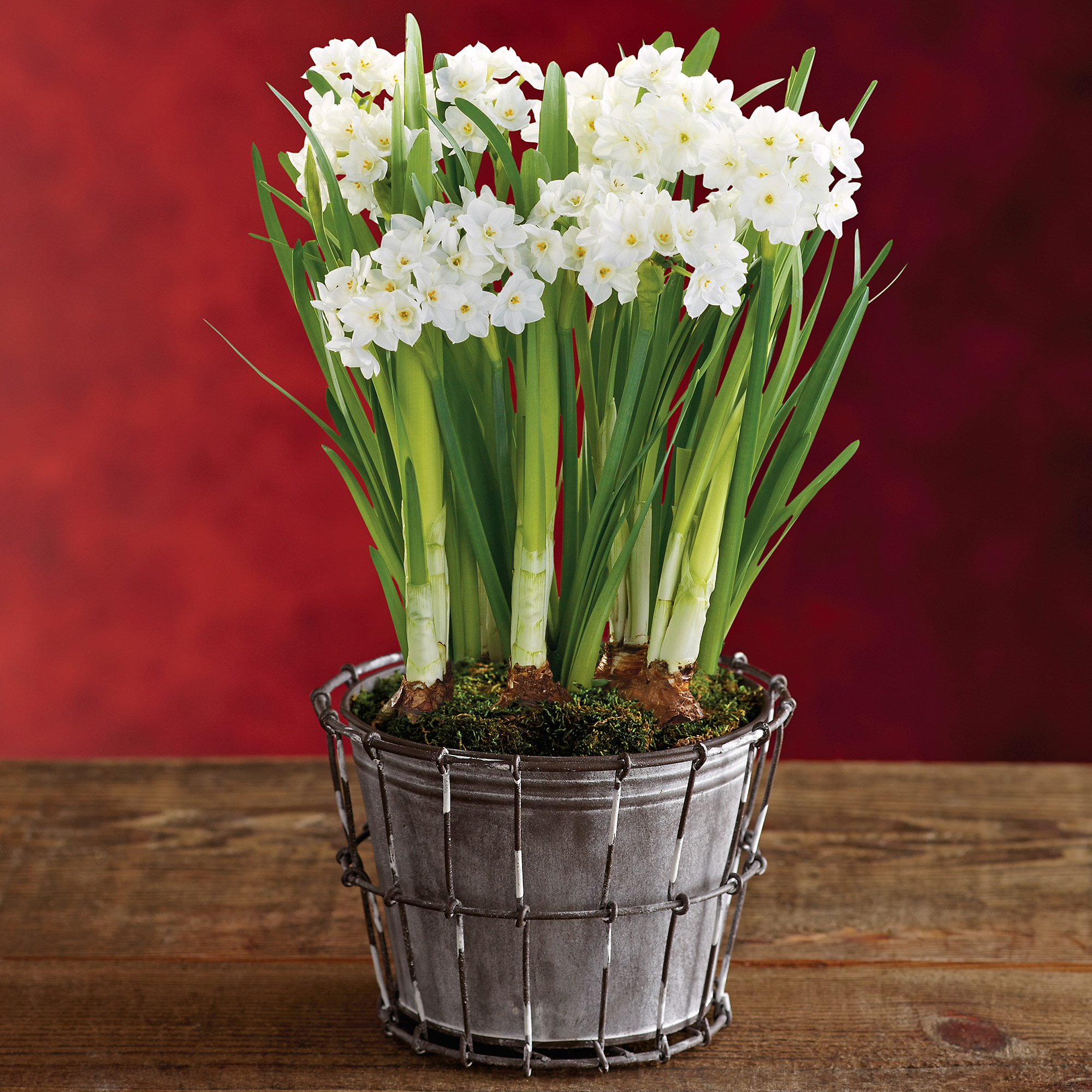 Paperwhites Plant Gift Favorite Flowers and Plants