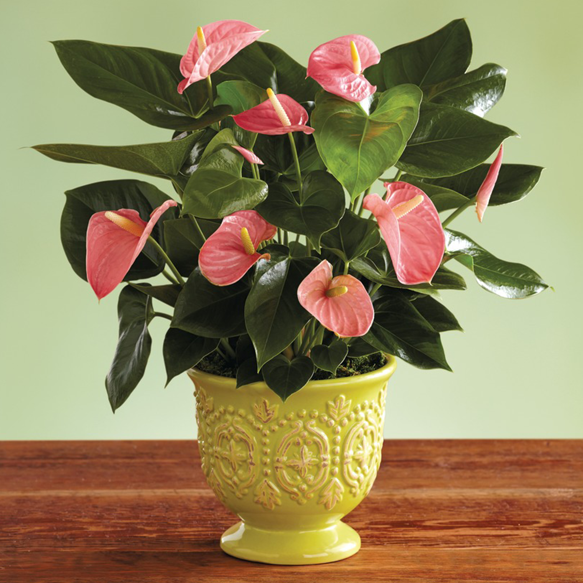 Pink Anthurium Plant Order Tropical Flowers Harry & David
