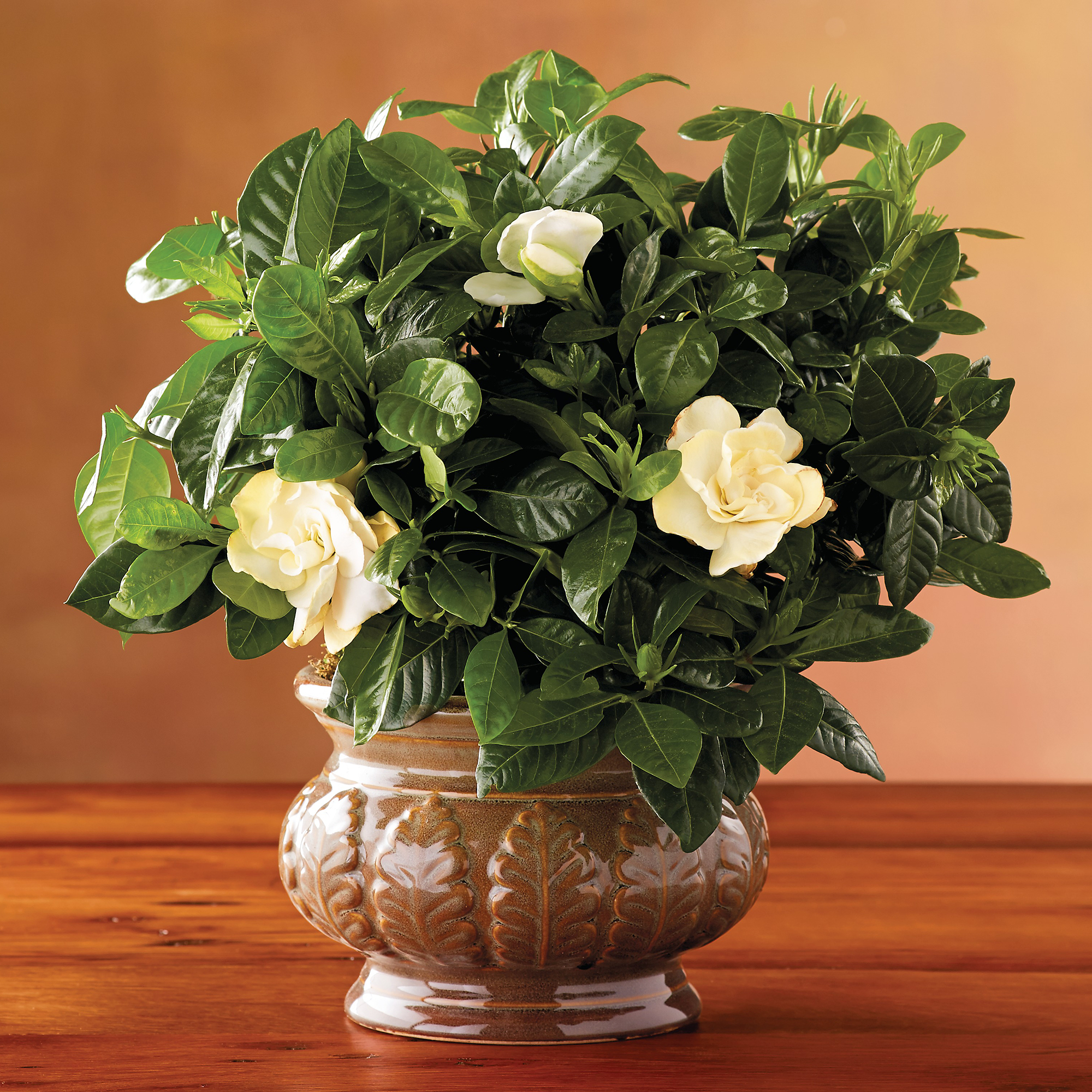 3Month Gift Plant Club (Begins in January) Plant Club