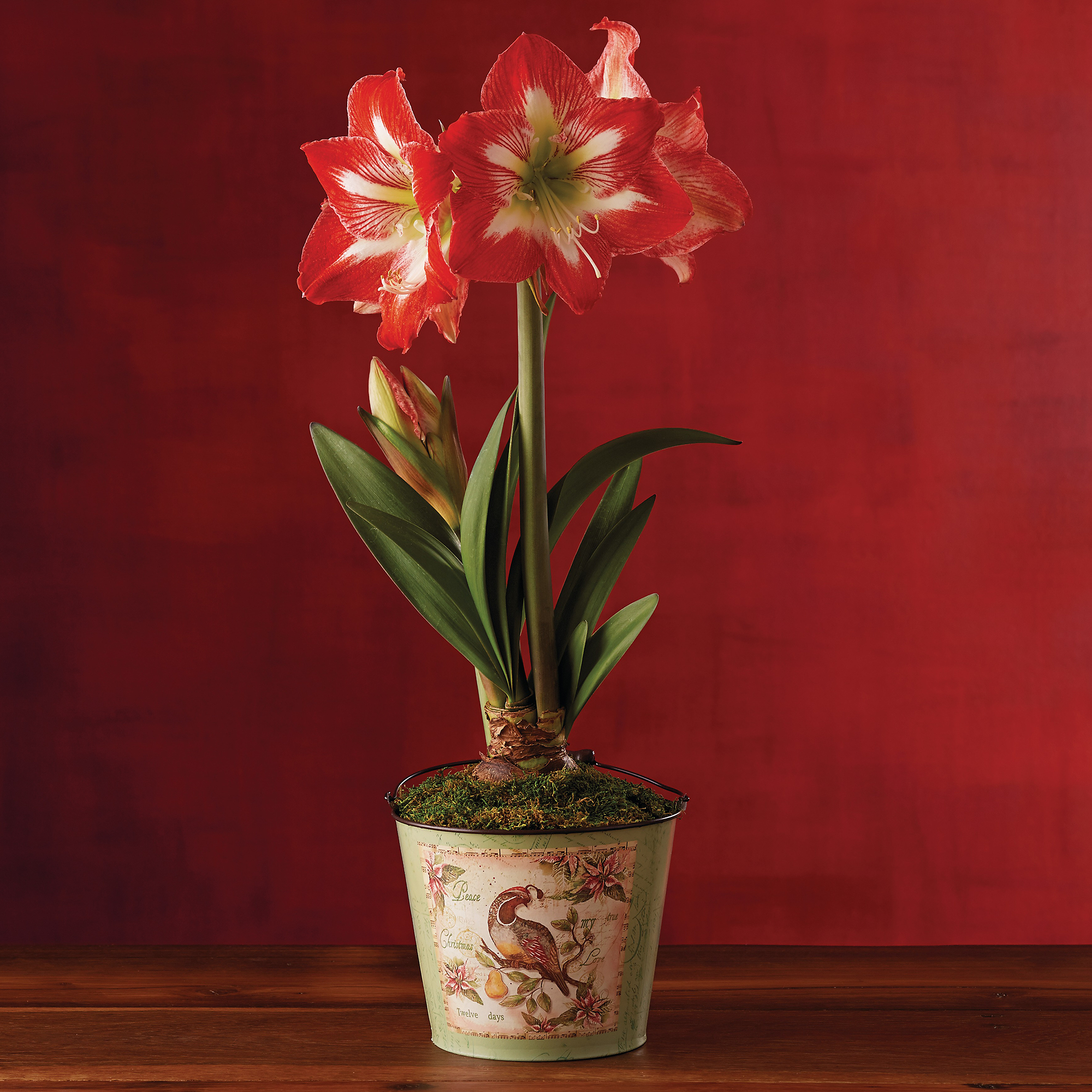 Holiday Minerva Amaryllis Amaryllis &amp; Bulbs Harry &amp; David