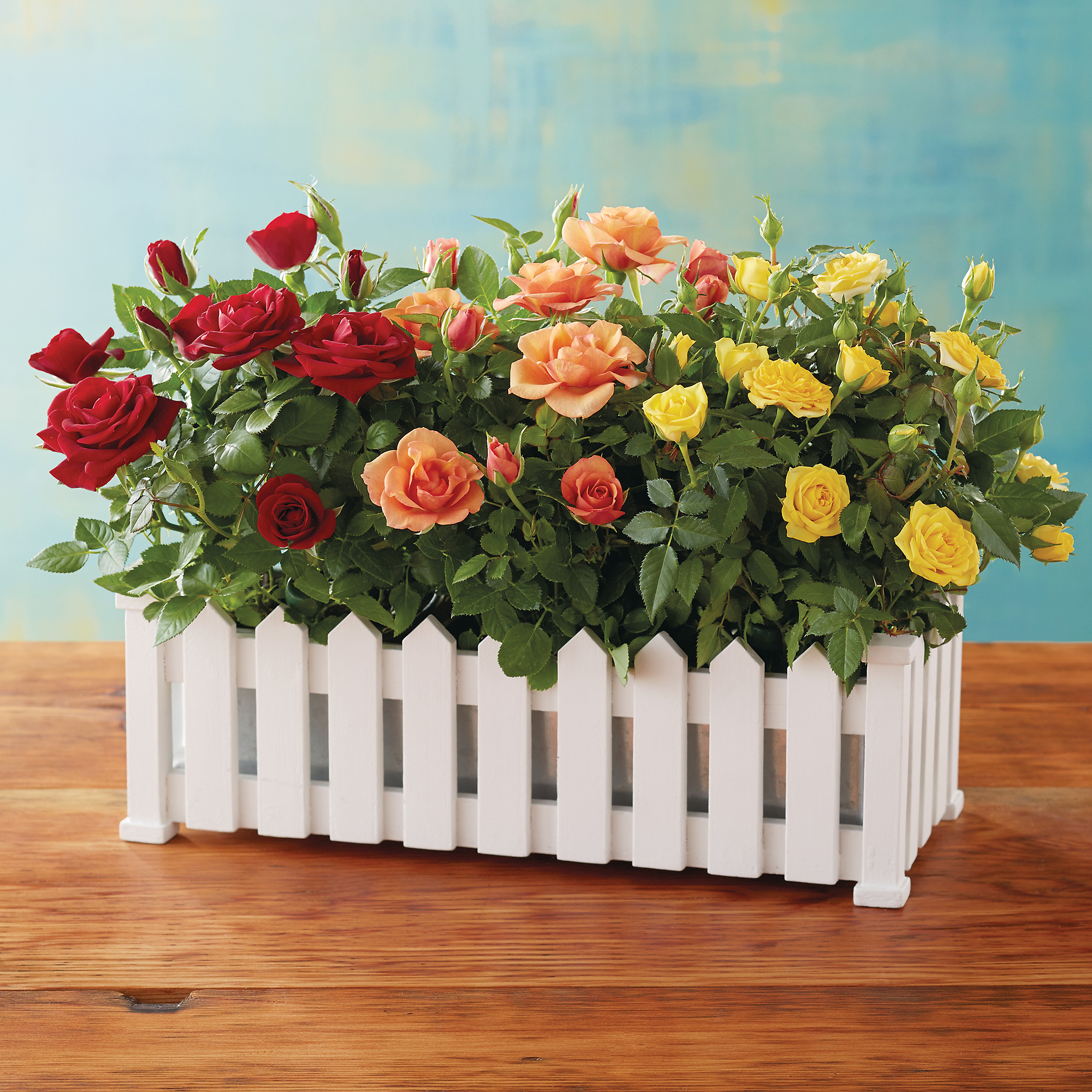 4" Vibrant Mini Rose Triple Plants & Garden Harry & David