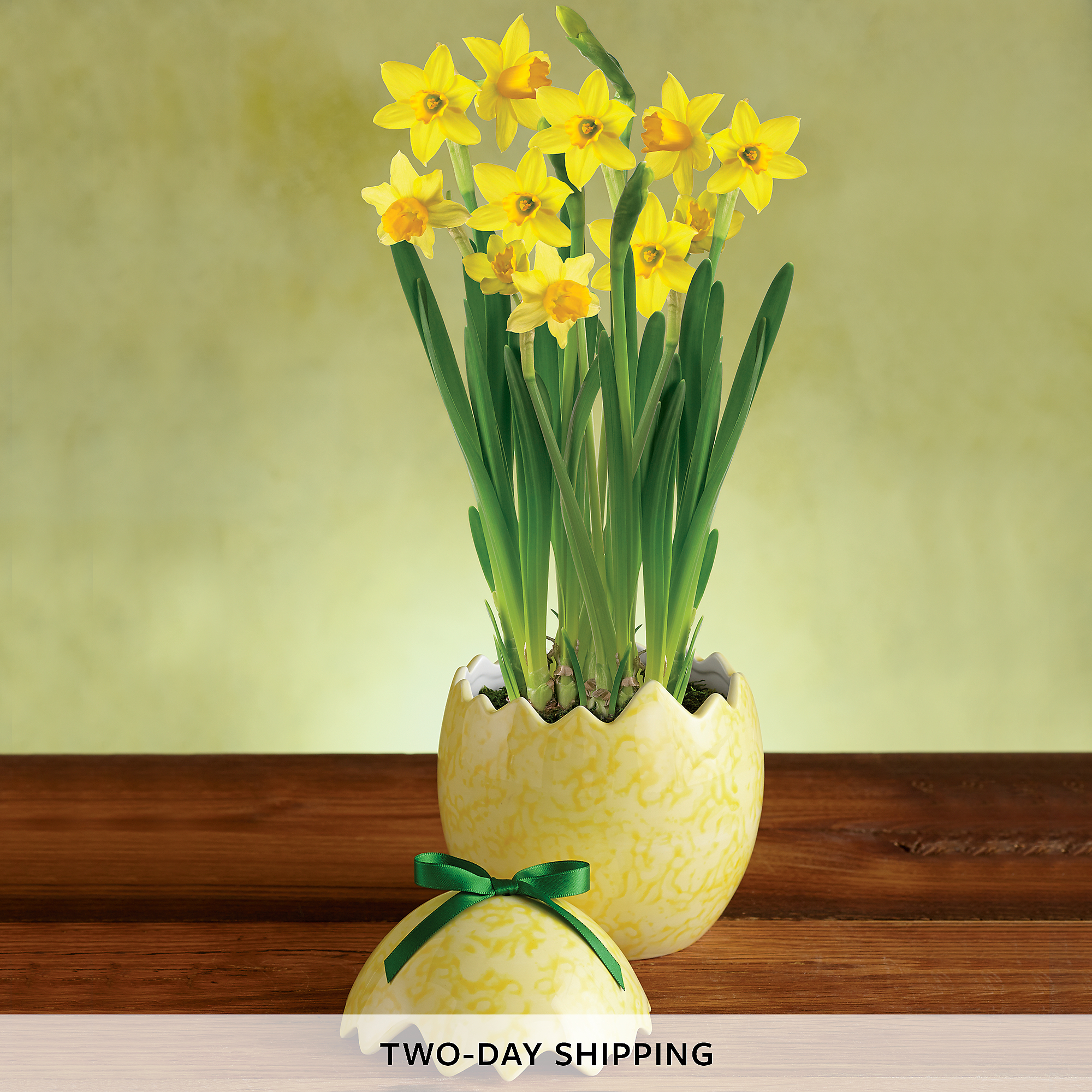 Easter Daffodil Garden Gift Easter Flower Delivery Harry & David