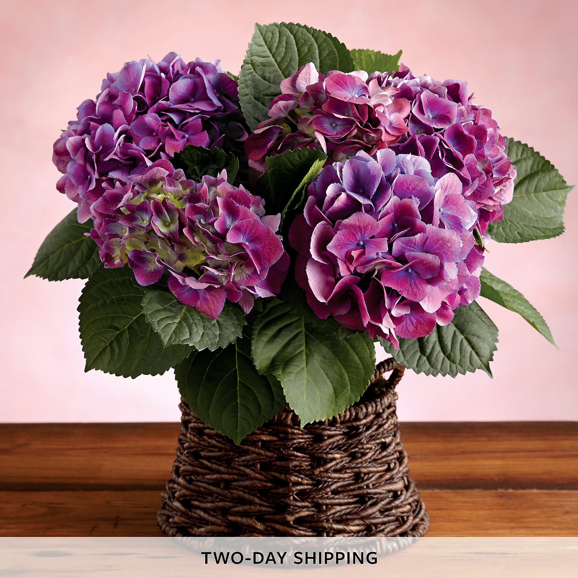 Mother39;s Day Hydrangea Plant Gift  Hydrangea Plants For Sale