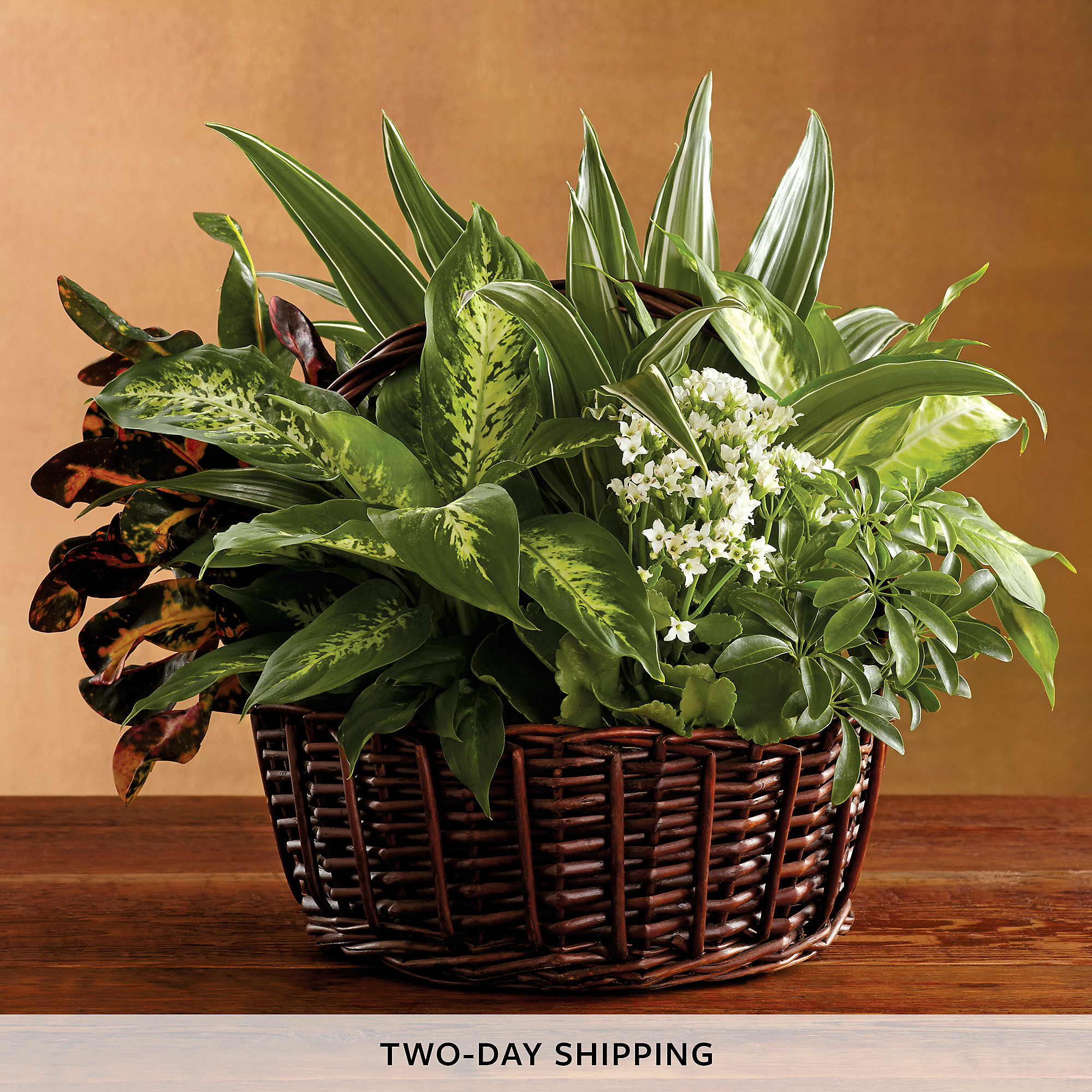 Sympathy Plant Basket Sympathy Gifts Harry &amp; David