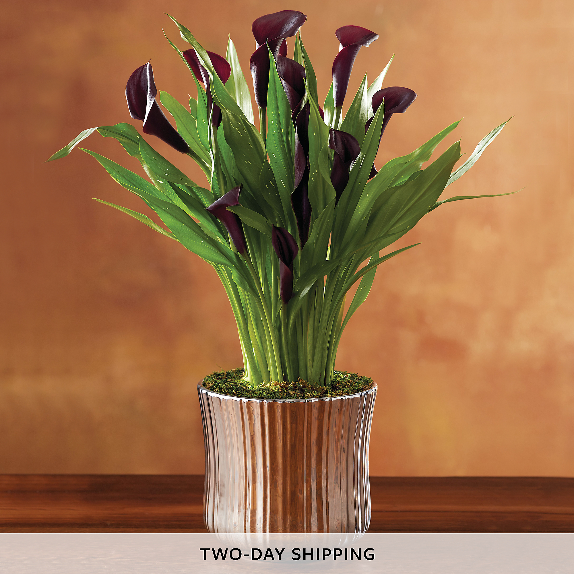 Black calla lily plant