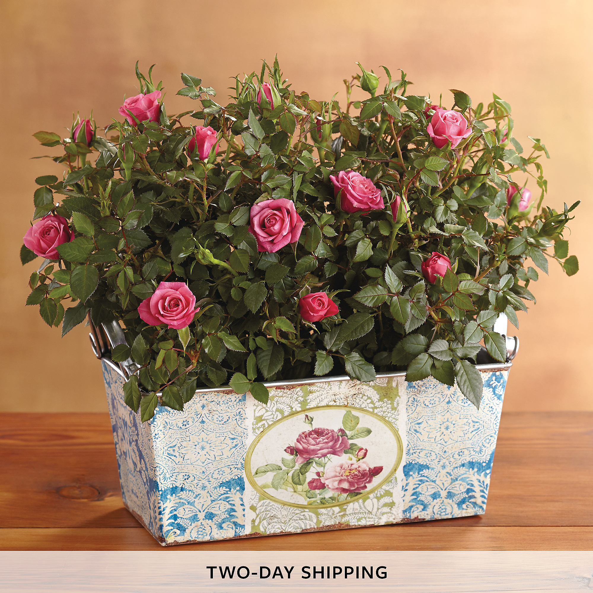 4" Crimson Double Mini Rose Plants & Garden Harry & David