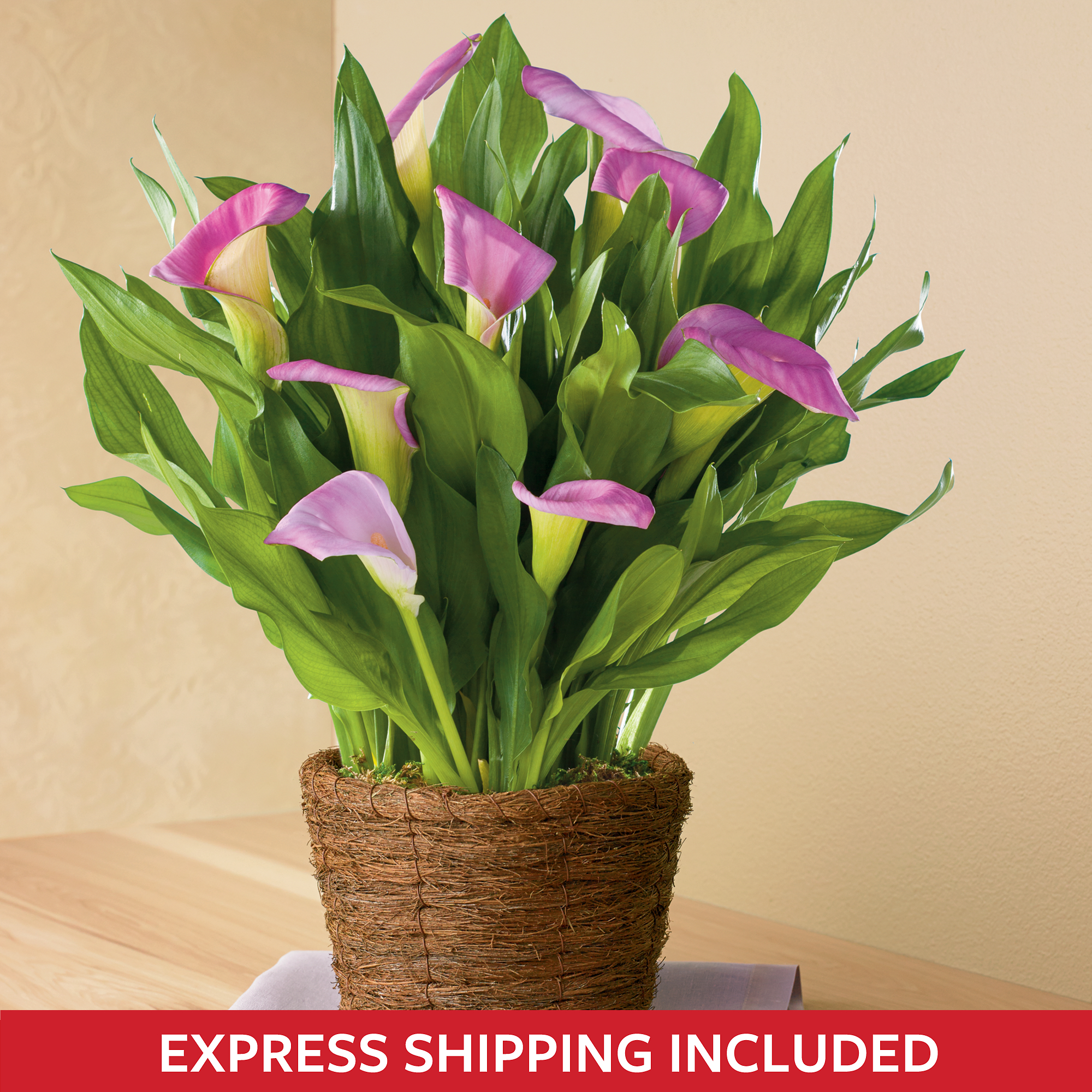 Spring Calla Lily Plant Gift Flowering Plants Delivered