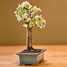 Dwarf Bartlett Pear Bonsai Tree Gift