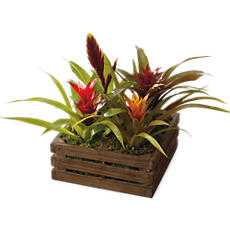 Tropical Plant Gift