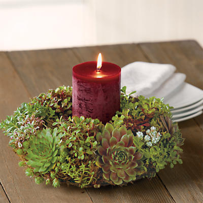 Succulent Holiday Centerpiece Succulent Holiday Centerpiece