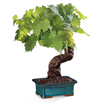 Wine Grape Bonsai Tree Wine Grape Bonsai Tree