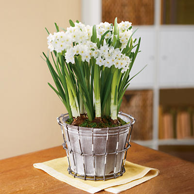 Paperwhites Plant Gift Paperwhites Plant Gift