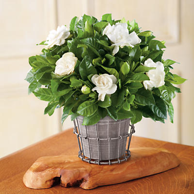 NEW 4" Gardenia Plant Gift NEW 4" Gardenia Plant Gift