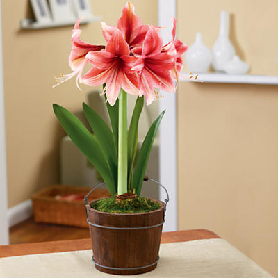 3-Month Amaryllis Club (Begins December) 3-Month Amaryllis Club (Begins December)