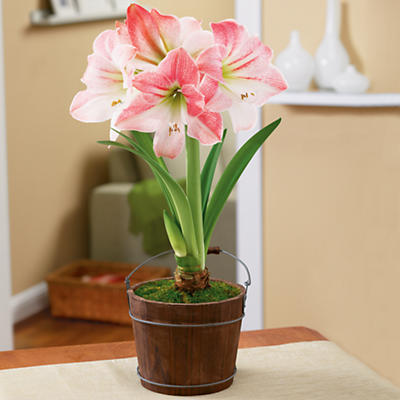 Apple Blossom Amaryllis Plant Gift Apple Blossom Amaryllis Plant Gift