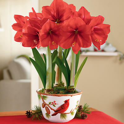 Red Lion Amaryllis Plant Gift 3 Bulb Red Lion Amaryllis Plant Gift 3 Bulb