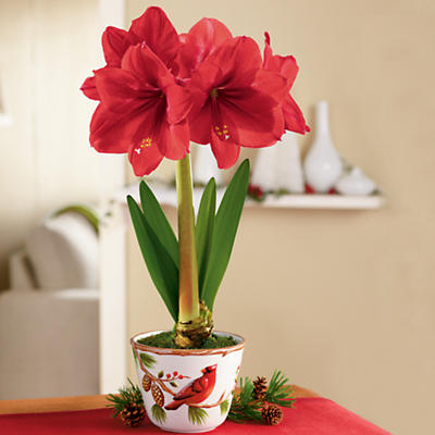 Red Lion Amaryllis Plant Gift 1 Bulb Red Lion Amaryllis Plant Gift 1 Bulb