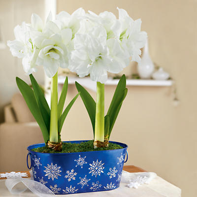 <span style=color:#bb0011>NEW</span> White Amaryllis Plant Gift <span style=color:#bb0011>NEW</span> White Amaryllis Plant Gift