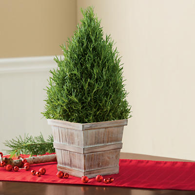 <span style=color:#bb0011>NEW</span> Rosemary Tree <span style=color:#bb0011>NEW</span> Rosemary Tree