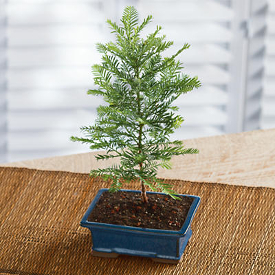 California Redwood Bonsai Tree California Redwood Bonsai Tree