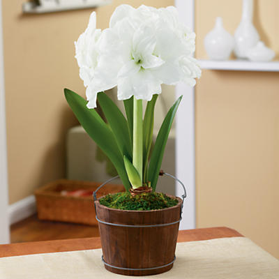 White Ruffle Amaryllis Gift White Ruffle Amaryllis Gift