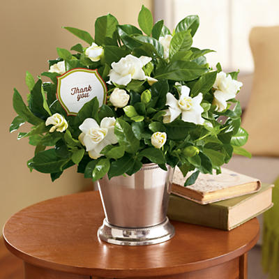 Pick Your Occasion Gardenia Gift Pick Your Occasion Gardenia Gift