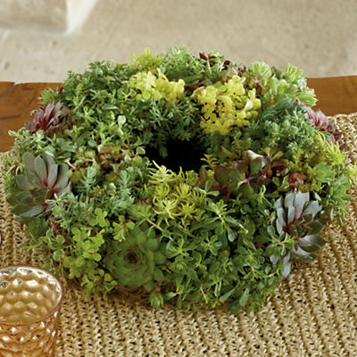 Succulent Centerpiece Succulent Centerpiece