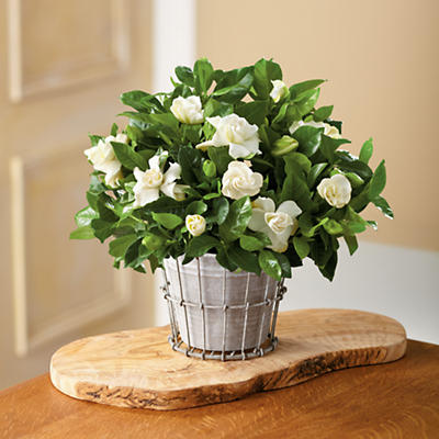 NEW 6" Gardenia Plant Gift NEW 6" Gardenia Plant Gift